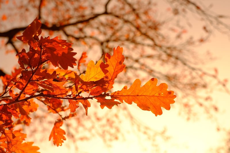 Mythical foliage