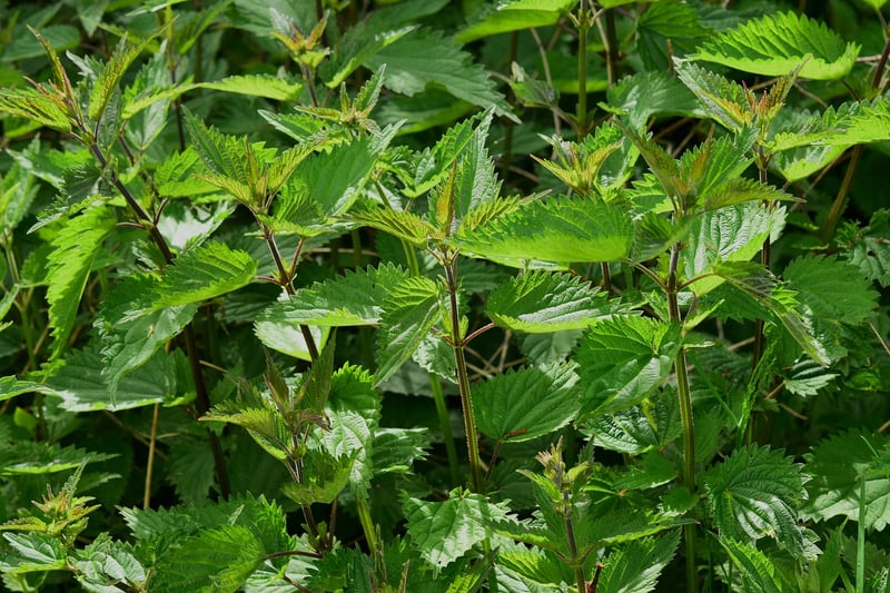 Mythical herbs