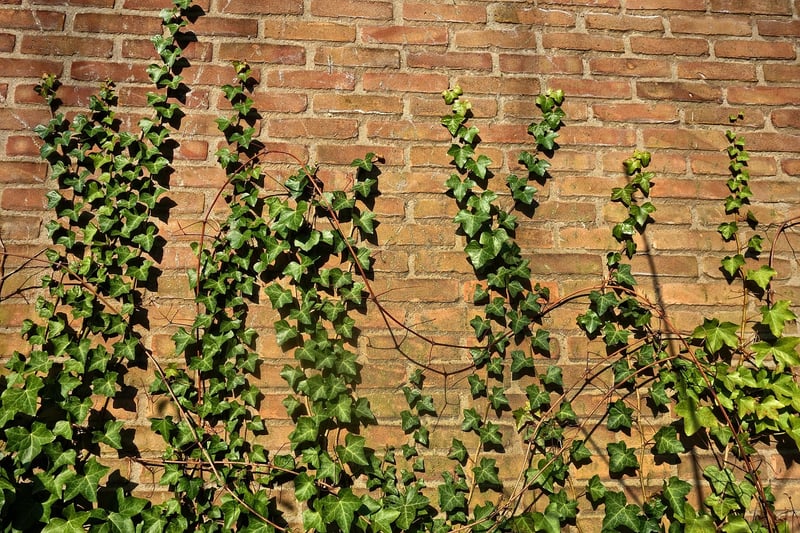 Scale-covered vines