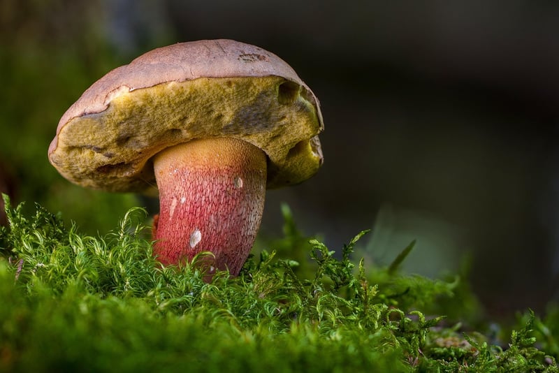 Pixie Parasol Mushroom