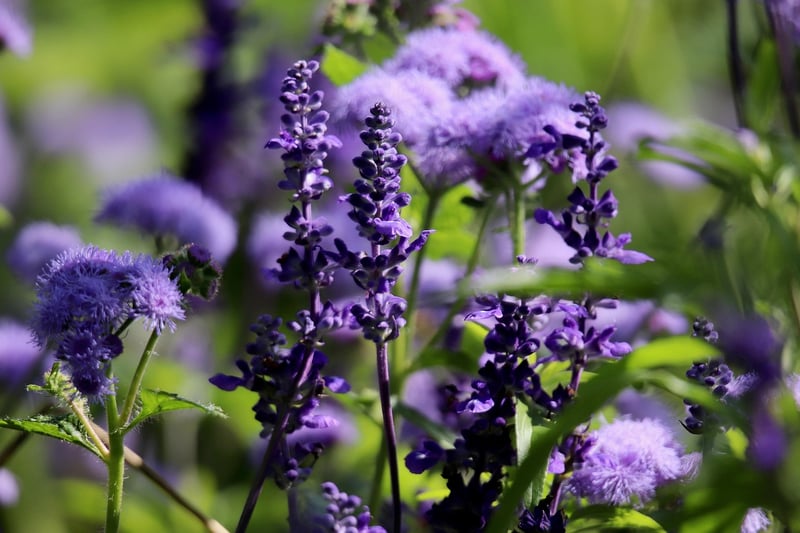 Spellbound Sage