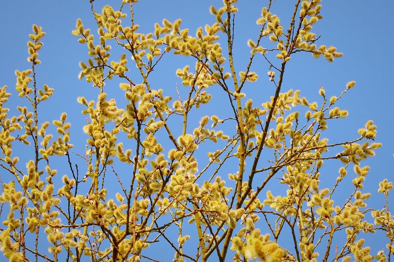 Whispering Willow